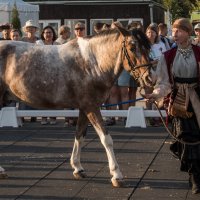 Башкирская порода. :: Владимир Безбородов