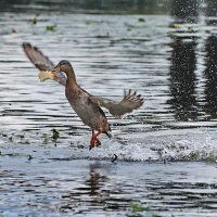 Танцы на воде. :: Татьяна Бравая