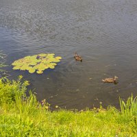 Утки на пруду :: Александр Синдерёв