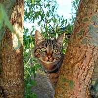 Хулиганка. Кошка Несси, четвероногие друг :: Наталья Евтушенко