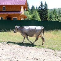 На улицах Листвянки :: Ольга 