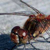 Стрекоза обыкновенная :: "The Natural World" Александер