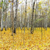 ОСЕННИЙ ДЕНЬ В ПАРКЕ :: Валентина 