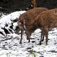 Мир Природы Naturfotografie - "The Natural World" :: "The Natural World" Александер