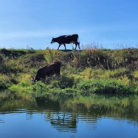 На берегах Шерны :: Денис Бочкарёв