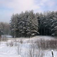 В лесопарке :: Александр Ильчевский 