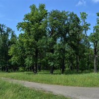 Канаш. Дубовая роща Центрального городского парка. :: Пётр Чернега