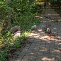 По дороге к святому источнику :: Игорь Сикорский