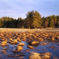 Вечер в низине :: Сергей Курников