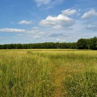 Канаш. Опушка Центрального городского парка. :: Пётр Чернега