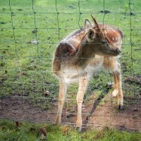 Wildpark :: Олег Зак