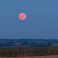 урожайная Луна :: Виталий Емельянов