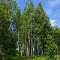 Канаш. Молодые берёзки Центрального городского парка. :: Пётр Чернега