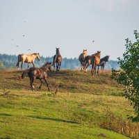 Утренний марафон. :: Виктор Евстратов