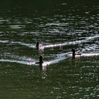 Рассекая водную гладь... :: Николай Саржанов