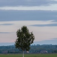 Береза одинокая, родная, светлоокая... :: Вадим Басов