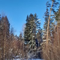 Вспыхнет и заблещет :: Владимир Соколов (svladmir)