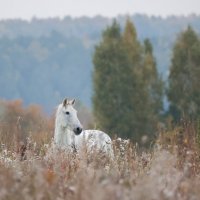 Воля :: Владилен Панченко