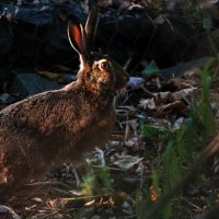 Осенний заяц. :: Владимир Безбородов