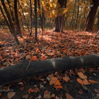 Осенняя природа :: Александр Синдерёв