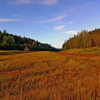 Загородное раздолье.... :: Vladimir Semenchukov