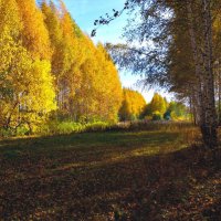 Цивильск. Поляна берёзовой лесополосы осенью. :: Пётр Чернега