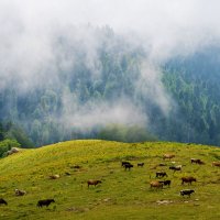 Альпийские луга :: Александр Ульныров