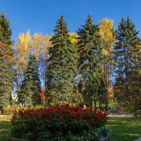 Фото. 2.10.2024.Екатеринбург.Золотая осень в Дендрарии на улице Мира.jpeg :: Михаил Пименов