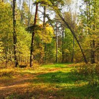 Золотая осень Смоленщины (серия) :: Милешкин Владимир Алексеевич 