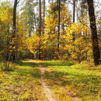 Золотая осень Смоленщины (репортаж из поездок по области). :: Милешкин Владимир Алексеевич 