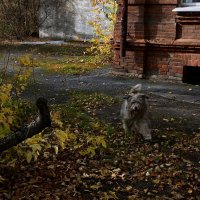 Осенний пес. :: Эника. 