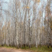 Прозрачная осень :: Евгений Тарасов 