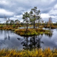 Болота Ельня :: Виктор Журбенков