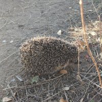 Осенний ёжик... :: Андрей Хлопонин