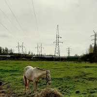 Осенний пейзаж с лошадью :: Наталья Герасимова