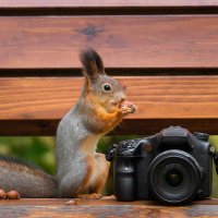 Белка фотограф :: Alex Bush