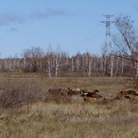 На осеннем выпасе.(2) :: сергей 