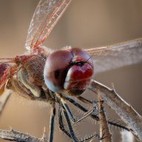 Стрекоза(Sympetrum sanguineum). :: Александр Григорьев