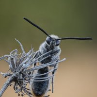 Campsomeriella thoracica. :: Александр Григорьев