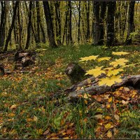 Цвета осени, жизнь продолжается ... :: Сергей Литвинов