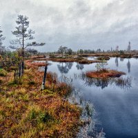 Болото Ельня :: Виктор Журбенков