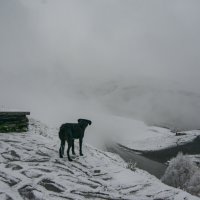 наш гид по Гергети :: Осень 