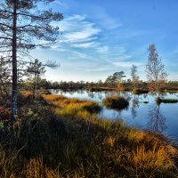 Болото Ельня :: Виктор Журбенков