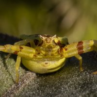 Thomisus citrinellus,паук-бокоход,паук-краб. :: Александр Григорьев