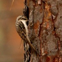 Обыкновенная пищуха. :: Восковых Анна Васильевна 