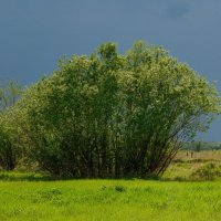 Ах,эти летние дожди ! :: nadyasilyuk Вознюк