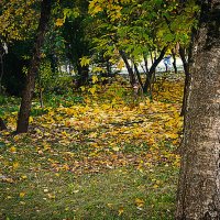 Осенняя зарисовка :: Владимир Кроливец