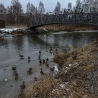 поздняя осень. :: Анатолий Володин