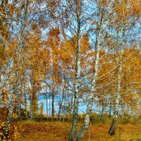 Мои любимые красавицы берёзки. :: Восковых Анна Васильевна 