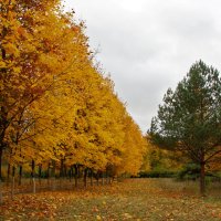 В осеннем парке :: Елена Кирьянова